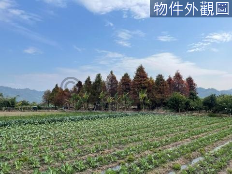 名間新街快樂休閒落羽松1分平坦農地 南投縣名間鄉田寮段