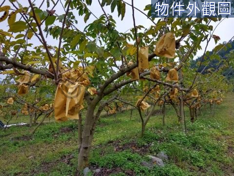 台東天海一線國有道路旁風景農地 台東縣卑南鄉利泰段