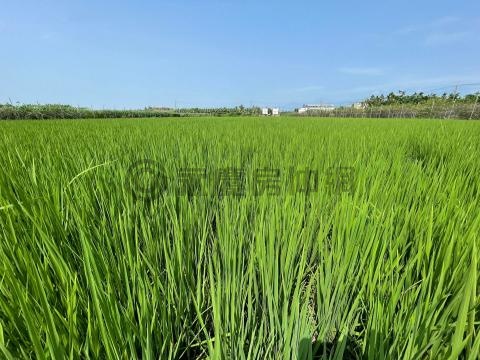 🌳🍃屏市玉成牛稠溪方正優質霹靂農地🥀🍀 屏東縣屏東市新興段