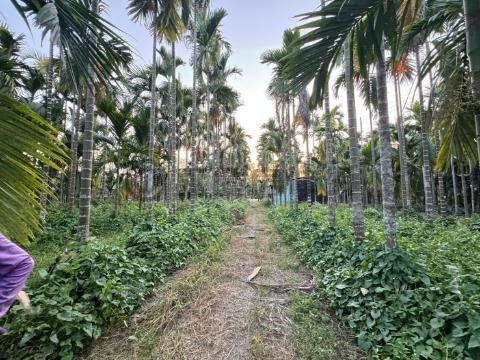 內埔科大路邊生機養生農地(H)休閒農作皆宜 屏東縣內埔鄉東勢段