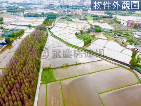 大稀落羽松．茄苳美田有喜事．青山綠水流 桃園市大溪區廣福段