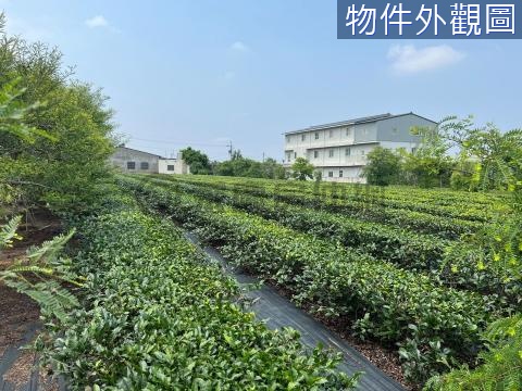 南投名間松柏嶺商圈旁低總價收成茶園 南投縣名間鄉北松嶺段