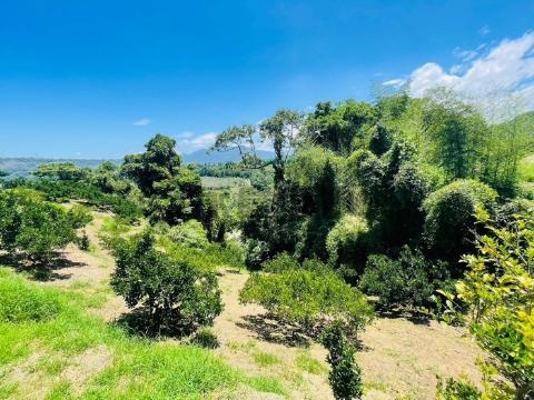 東勢投資價休閒果園一甲地 台中市東勢區東勢段中嵙小段