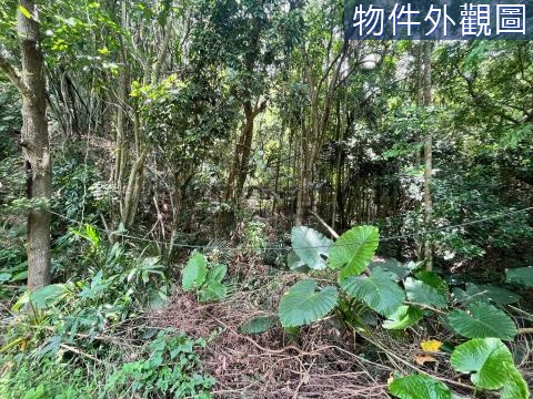 草屯坪頂九九峰動物樂園旁低總價農地 南投縣草屯鎮坪頂段