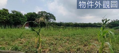 101八德埤塘公園旁一般農地 桃園市八德區大安段