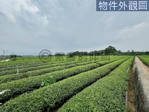 名間三崙土地公旁可農保車可達收成茶園 南投縣名間鄉三崙段