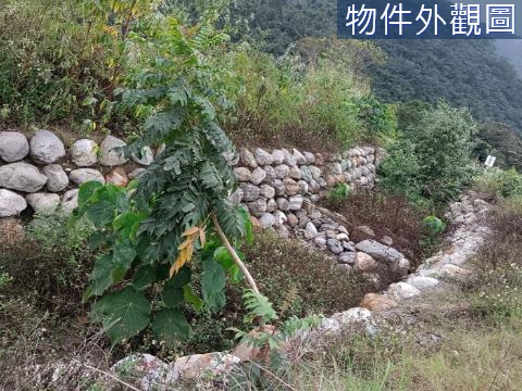 台東天海一線國有道路旁風景農地2 台東縣卑南鄉利泰段