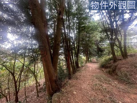 南投水里 | 種樹造林 | 碳權交易 南投縣水里鄉新城段