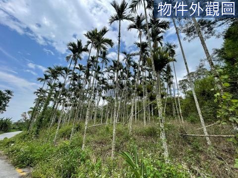 17F富里東竹村莊臨旁5米路低總價山坡地(F) 花蓮縣富里鄉學園段