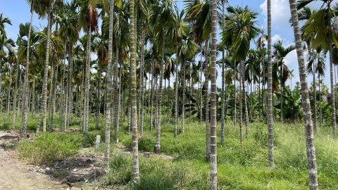 內埔都計內渡假農地與海尼根酒廠為鄰(KQU) 屏東縣內埔鄉北寧段