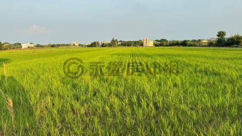 (綠865)新屋社子國小漂亮農地（一） 桃園市新屋區番婆土文段