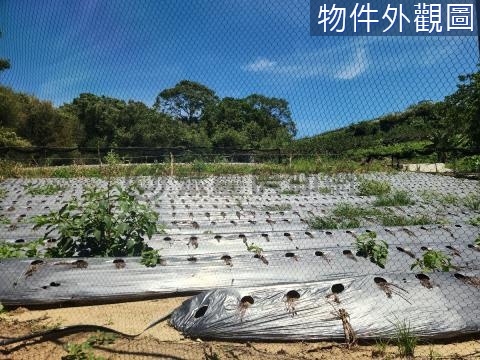 台三線大湖千坪優質美樂地 苗栗縣大湖鄉南湖段