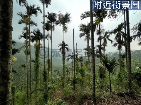 歡迎配件 中埔石硦15甲檳榔王景觀林地 嘉義縣中埔鄉石硦段