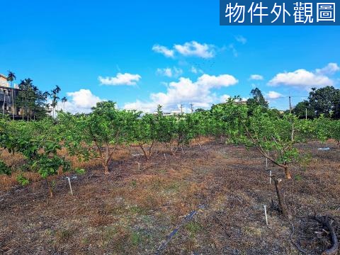 員山正枕山路邊1148坪芭樂園打造理想果園 宜蘭縣員山鄉枕山一段