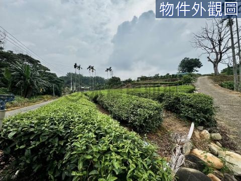 名間出林虎路旁地點優越可農保茶園 南投縣名間鄉三崙段