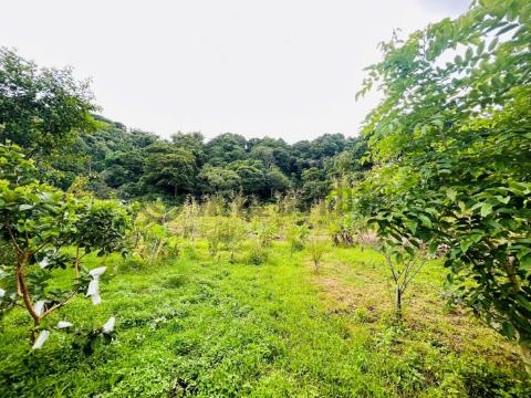 平轉價台中東勢稀有臨路整平農地(FS) 台中市東勢區東勢段中嵙小段