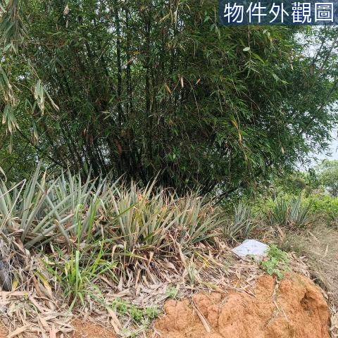 南投八卦路西嶺國小鳳鳴活動中心持分農地 南投縣南投市新草尾嶺段