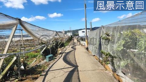 ★新社花海低總價漂亮農地～活路36米大面寬 台中市新社區大南段大南小段