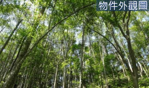 三峽區白雞段紫微小段林業用地 新北市三峽區白雞段紫微小段