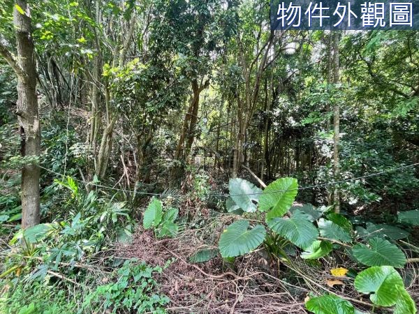 草屯坪頂九九峰動物樂園旁低總價農地