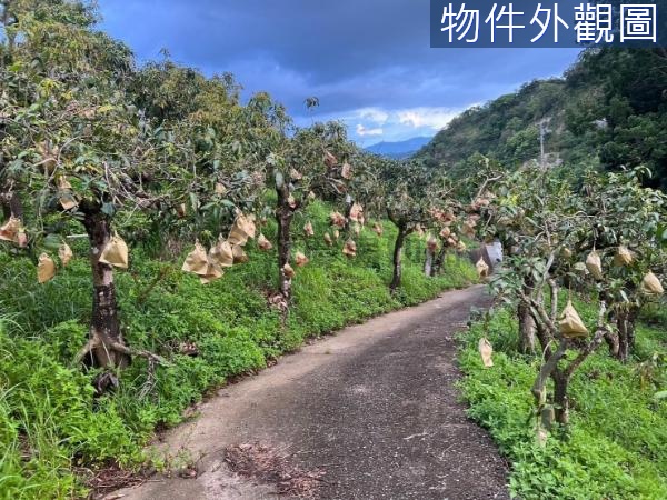 玉井低總價便宜芒果園(三)