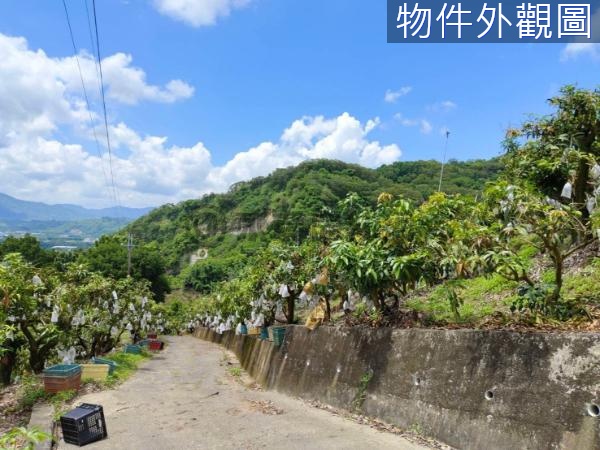 玉井芒果的故鄉口宵里段便宜芒果園