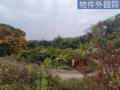 左鎮綠森林大王(權利) 台南市左鎮區左鎮段