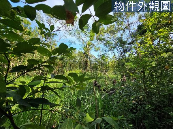 台東市風景區山坡地未開發的農牧用地				