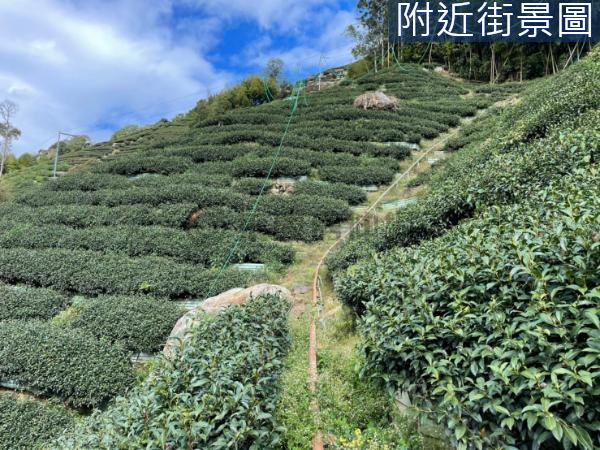 龍鳳峽海拔一千六極品烏龍茶茶園A